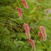 7月13日誕生日の花と花言葉歌句