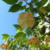 (224) Brugmansia suaveolens