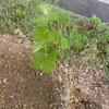 ６月5日　やっと pinot noir　植樹する。ﾔﾏｿー誘引もどき・・・