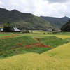 JR福知山線）藍本駅→相野駅。武庫川沿い農村・田園風景（三田市本庄ウォーキングコース）。蕎麦の花、彼岸花。