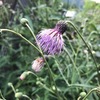 晩夏　ピンクの山野草