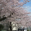鎌倉の桜、満開です