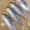 旬の魚料理・応用講座・コハダ丸干し