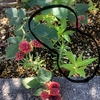 こぼれ種で発芽したケイトウ