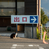 地元漁港のねこさん