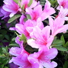 ツツジの花に癒されて。