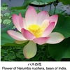 ハス（蓮）３　　仏教と蓮：ハスは古くから神聖な存在とされ，仏教と深い関わりを持つ植物．例えば仏像は蓮華座と呼ばれるハスの花の台座に座っています．仏教が理想とする在り方，極楽浄土に最もふさわしい花とされてきました．（稲垣栄洋）　蓮は，ヒンドゥー教でも重要な花で，蓮の特別視はヒンドゥー教に始まり，仏教の成熟に合わせて変遷していったという視点は欠かせないでしょう．また，華厳宗では蓮は特に重要視され，「浄土」とは毘盧遮那仏の現れであり，蓮華に包まれた浄土（蓮華蔵世界）観をもっています．