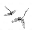 Mayfly Diary