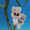 Dendrobium Yukidaruma( 'Pierrot' x ' Shuran')