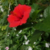  ハイビスカスの花