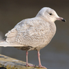 銚子のカモメその２（２０１８　０２１９）