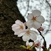 🌸佐倉・織戸公園の桜【スマホ撮り】