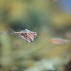 ハチェットフィッシュ Gasteropelecidae