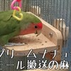 麻衣子のテクニック‼