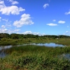 秋の海岸草原で