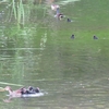 子バンが飛びました