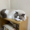 毎年恒例のふくちゃんとのお留守番