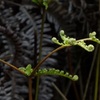 里山散歩（5月）