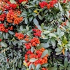 今日も晴れ？気温早朝７℃、日中は１８℃！小春日和？？