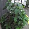 夏