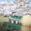 【着物✕花見】埼玉県内の桜の名所でポートレート撮影。やはり桜と着物の相性は抜群だった