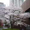 　<b>cherry blossom</b>