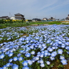     神原町花の会(花美原会)(204)    こぼれ種と自然播種