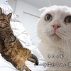ゴールデンウイークの愛猫たち。