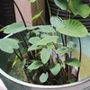 ウォーターマッシュルーム♪　水辺の植物♪
