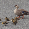 ひな鳥の旅立ち