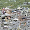 鳥撮散歩　まさか別のオシドリ２羽がやって来ているとは！？