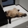 【親の介護】 #254 早朝に大きな物音が！ 母ベッドから落っこちてしまう・・・ が！ なんか躁うつ病治る？