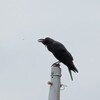 てっぺんで鳴いてるカラス