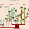 昆虫類の進化