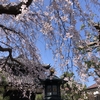 【鎌倉いいね】鎌倉の桜開花状況（３月１９日現在）