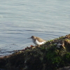 チドリ科の鳥か？