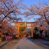 路地裏桜2020～「平野神社」