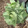 【隠居の朝の一言　家庭菜園は高収入ｗ　01/09】
