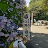 #上野公園#紫陽花