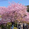 今年は咲くのが非常に遅い！？ 今頃慌てて河津桜ツーリング2022