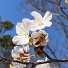 桜の開花を楽しみに「魚見塚一戦場公園」へ