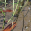 いつもの池