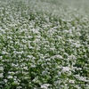 一面蕎麦の白花