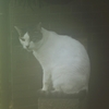 霧の中の猫