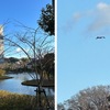 強い寒風の吹く冬晴れの日の散歩．鎌倉鶴岡八幡宮とおんめさま（大巧寺）へ行ってきました．強い風の中，鳶は青空を舞つていましたが，鳩は一列に並んで風を避けていました．そんな極寒の12月の一日でしたが，おんめ様には早くも臘梅が開花．　　なにゆゑに慰まぬかとわれを刺す寒風にやがて麻痺してしまふ　北沢郁子　　うつし手に折るとも素心臘梅は神のいろをぞ咲くやこの花　高橋幸子　　枯芝に垂りたる梅の錆枝にひたき啼きゐて冬晴れの風　若山牧水