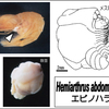 腹部寄生性エビヤドリムシ