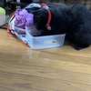 くまお、気に入ったみたいなんだけど