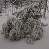 いやあ、降っちゃいましたね、雪