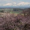 深山峠の桜