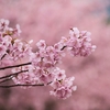 満開の河津桜